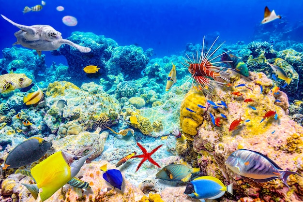 Le magnifique monde sous-marin des Maldives