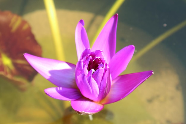 Le magnifique nénuphar violet fleurit à la lumière du soleil