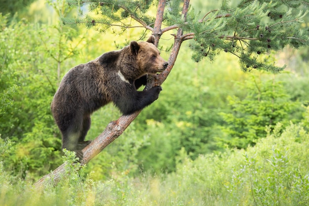 Magnifique ours brun, ursus arctos, debout sur un arbre en forêt. Animal brun vital grimpant sur une branche en pleine nature. Mammifère sauvage observant sur la branche.