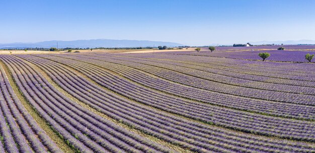 Magnifique panorama aérien agricole en Provence, France. Paysage calme de belle campagne