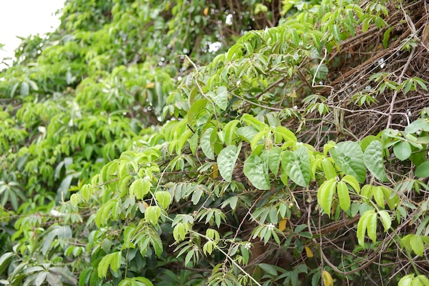 un magnifique panorama vert naturel en arrière-plan