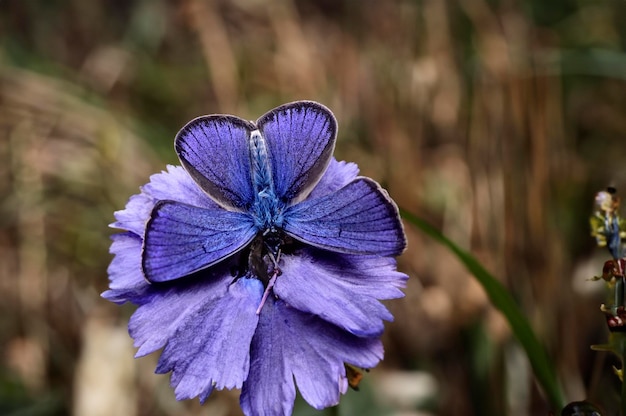 Magnifique papillon aux motifs et couleurs saisissants