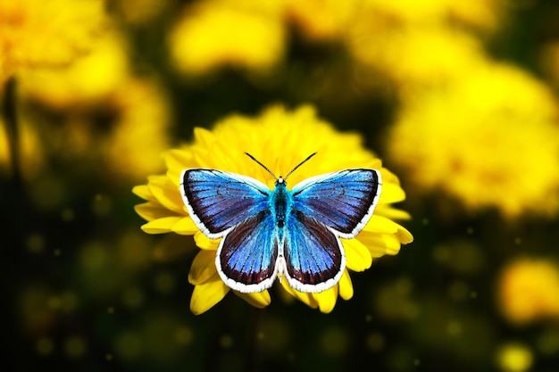 Photo le magnifique papillon bleu icarus polyommatus est assis sur une fleur.