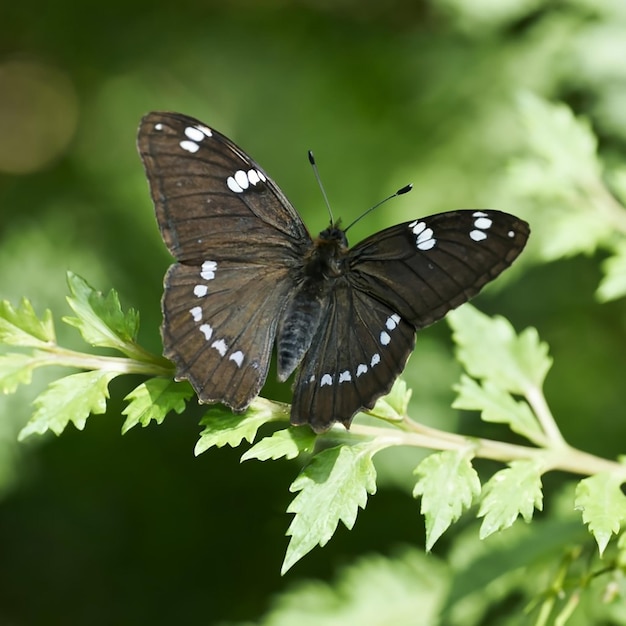 Un magnifique papillon noir avec des détails argentés