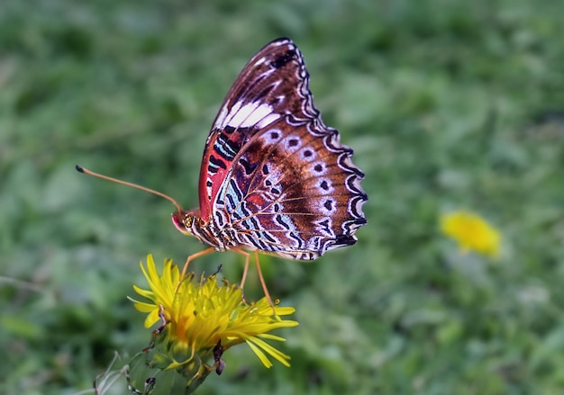 Magnifique papillon tropical à queue d'hirondelle reposant gracieusement sur une feuille verte luxuriante