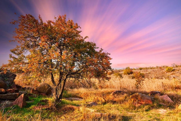 Magnifique paysage d'automne avec des silhouettes d'arbres et d'herbe jaune