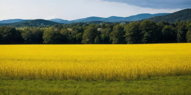 un magnifique paysage de champ