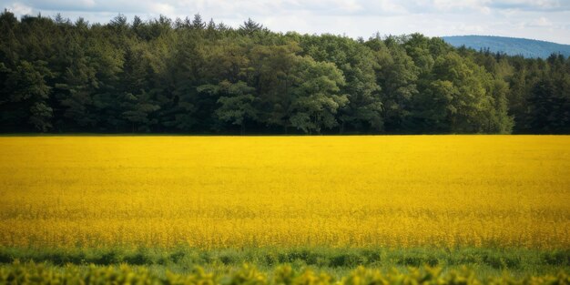 Photo un magnifique paysage de champ