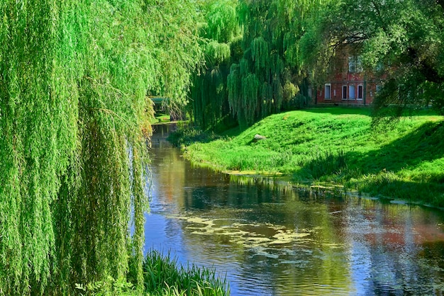 Magnifique paysage d'été au bord de la rivière calme Saules pleureurs au-dessus de la rivière en journée chaude et ensoleillée avec un feuillage vert émeraude