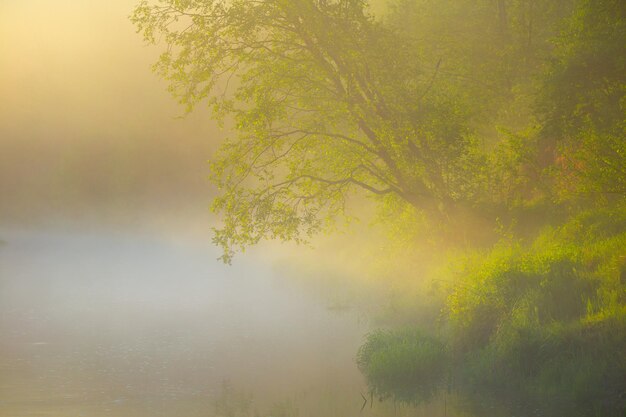 Photo un magnifique paysage fluvial de printemps avec le brouillard du matin