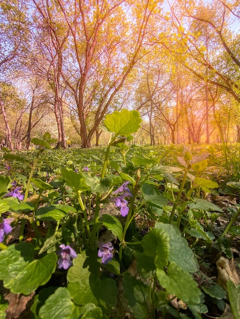 Magnifique paysage forestier printanier avec de l'herbe verte et des fleurs au soleil