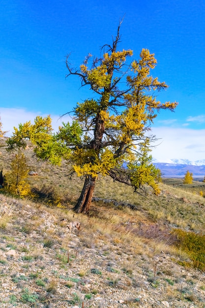 magnifique paysage de montagne de la République de montagne de l&#39;Altaï, fin de l&#39;automne, Russie.