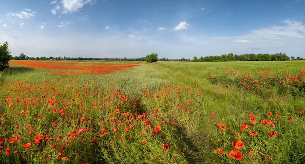 Magnifique paysage de printemps de la campagne ukrainienne avec champ de blé et fleurs de pavot rouge Ukraine journée ensoleillée ciel bleu avec nuages