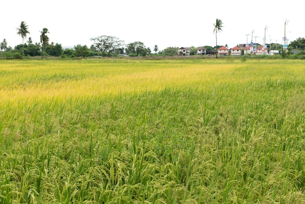 Le magnifique paysage de rizières en Thaïlande