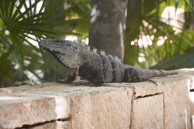 Magnifique portrait d'iguane vert.