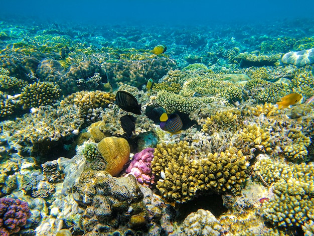 Magnifique récif de corail dans la mer Rouge