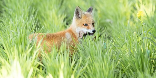 Un magnifique renard roux sauvage Vulpes vulpes à la recherche de nourriture dans les hautes herbes