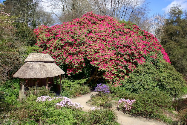 Magnifique Rhododendron