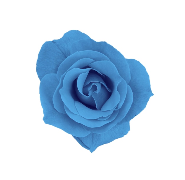 Magnifique rose bleue isolée sur fond blanc