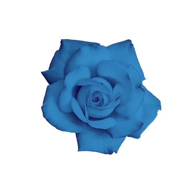 Magnifique rose bleue isolée sur fond blanc