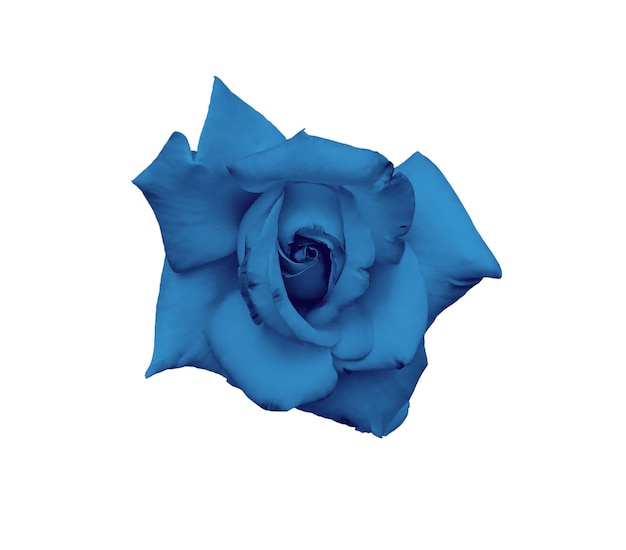 Magnifique rose bleue isolée sur fond blanc