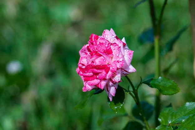 Une magnifique rose avec des gouttes d'eau de couleur inhabituelle