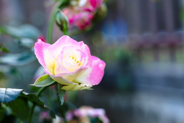 Photo une magnifique rose jaune rose à deux tons dans le jardin