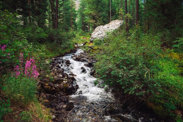 Magnifique ruisseau d'eau rapide dans le ruisseau de montagne sauvage. Incroyable paysage de forêt verte pittoresque.