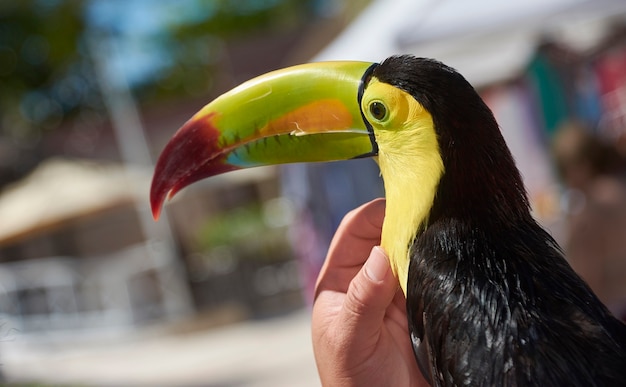 Magnifique toucan tropical aux couleurs vives tout en étant caressé par une main humaine.