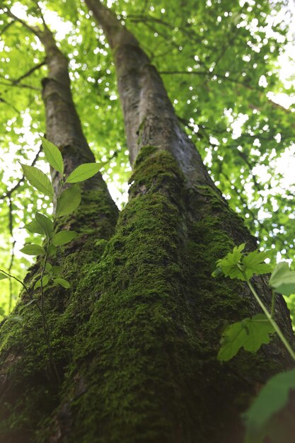 Magnifique tronc d'arbre dans la forêt