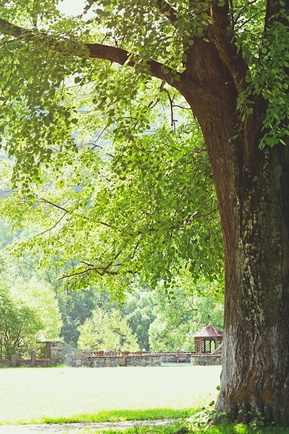 Magnifique tronc d'arbre dans la forêt