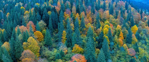 Magnifique vue de dessus de la forêt d'automne Fond naturel abstrait
