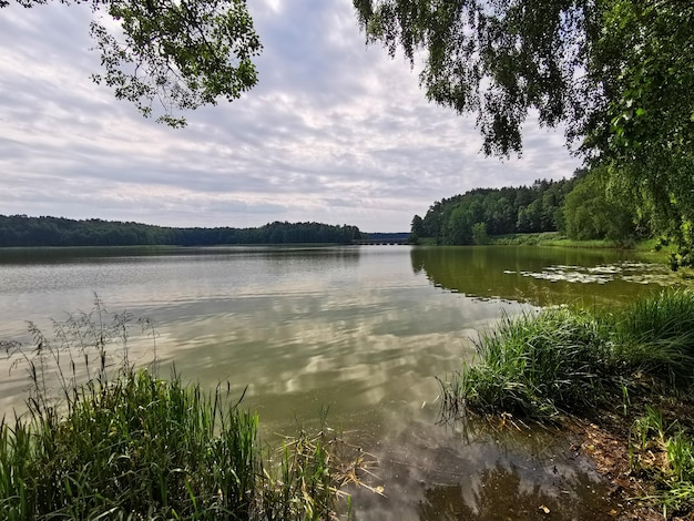 Magnifique vue sur le lac en été. Lacs de la réserve paysagère républicaine biélorusse.