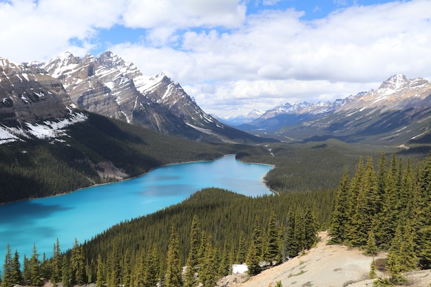 Magnifique vue sur le lac Payto et les montagnes enneigées du parc national Banff, Canada