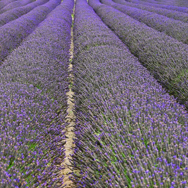 Magnifiquement floraison lavande plante violette Lavandula angustifolia Lavandula angustifolia