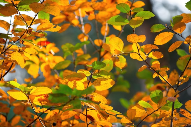 Magnifiques belles couleurs de feuilles d'automne naturelles sur les tons rouges jaunes et oranges de la nature beau fond