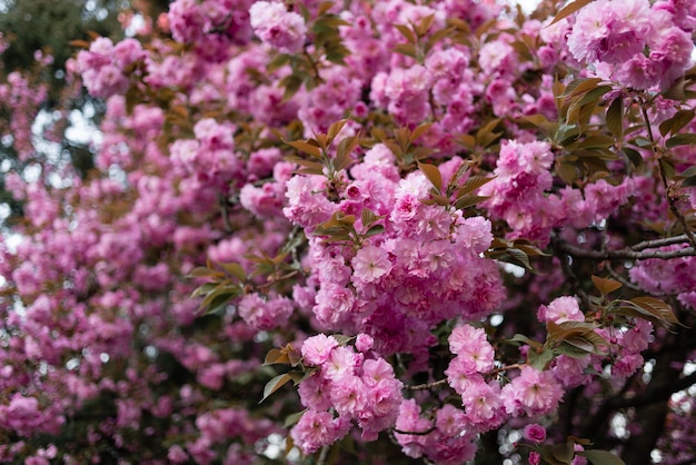 Magnifiques et belles fleurs de sakura au printemps