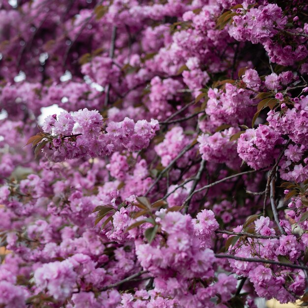 Magnifiques et belles fleurs de sakura au printemps