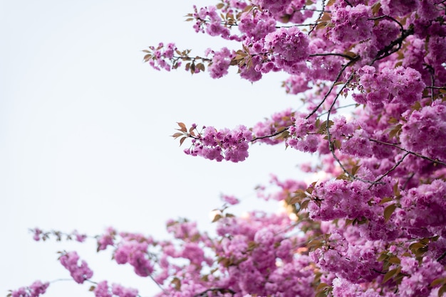 Magnifiques et belles fleurs de sakura au printemps