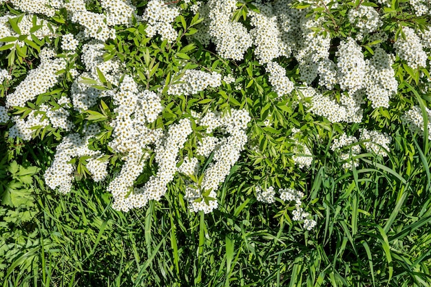 Magnifiques buissons verts avec de grandes grappes de petites couleurs blanches