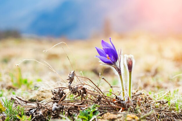 Magnifiques crocus violets, premières fleurs printanières. Image macro avec une faible profondeur de champ