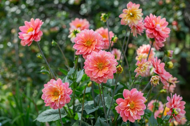 Magnifiques dahlias roses dans un parterre de fleurs Jardinage fleurs vivaces Fond floral