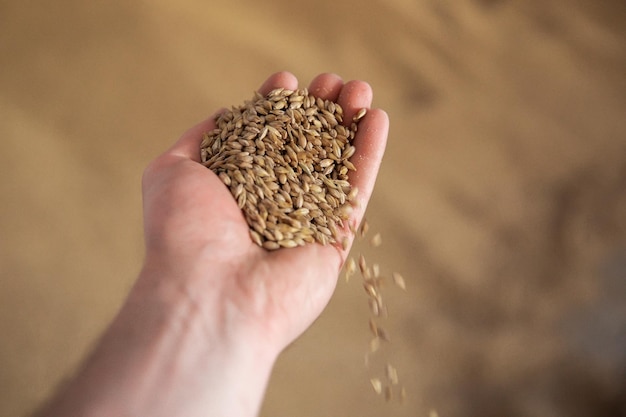 Magnifiques épis d'orge d'élite dans le champ Publicité d'engrais pour les agro-entreprises et les agro-exploitations agricoles