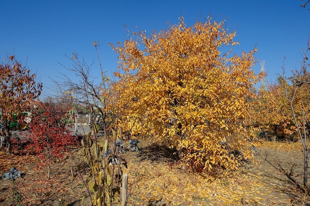 Magnifiques feuilles jaunissantes feuilles jaunissantes en automne un arbre aux feuilles jaunissantes