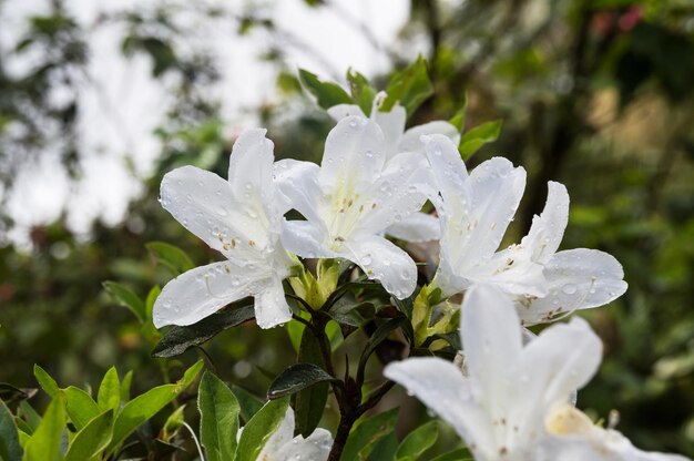 Magnifiques fleurs d'azalées blanches