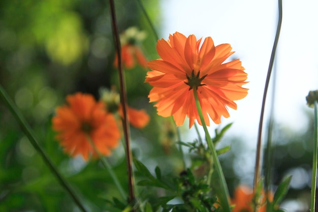 De magnifiques fleurs de cosmos orange