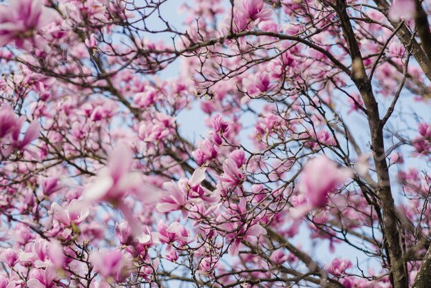 Magnifiques fleurs de magnolia rose sur un arbre