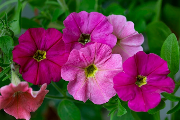 Magnifiques fleurs de pétunia rose Aménagement paysager floriculture