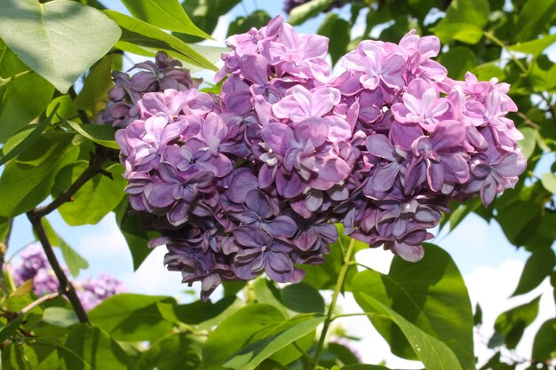 De magnifiques grappes de lilas roses attendent une chaude pluie d'été