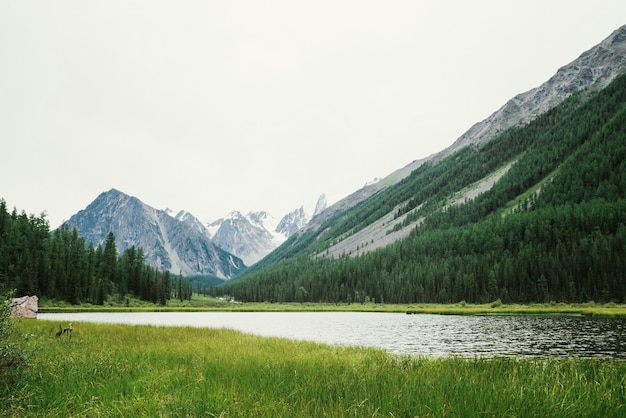 Magnifiques montagnes enneigées derrière un petit lac de montagne avec de l'eau brillante parmi une végétation riche.